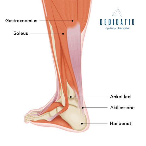 Akillessene Blogindlæg Dedicatio Fysioterapi