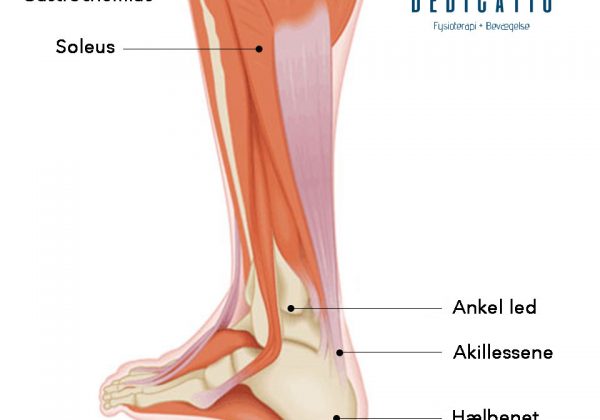 Akillessene Blogindlæg Dedicatio Fysioterapi